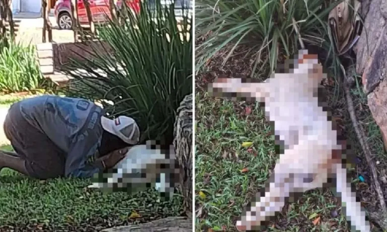 Cachorro foi morto por policial militar durante abordagem