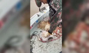 Leia mais sobre o artigo PMA resgata arraia presa em espinhel no Rio Ivinhema durante patrulhamento