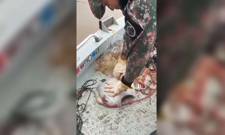 resgate de de arraia no rio ivinhema