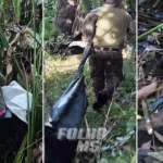 Onça ataca equipe que fazia busca por corpo de caseiro no Pantanal