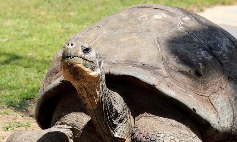 Tartaruga centenária dá à luz pela primeira vez no Zoológico da Filadélfia