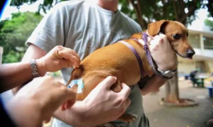 Leia mais sobre o artigo Vacinas para cães, gatos e equinos podem se tornar gratuitas em MS
