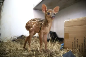 Leia mais sobre o artigo Atendimento a animais silvestres é retomado pela Fundação de Meio Ambiente do Pantanal