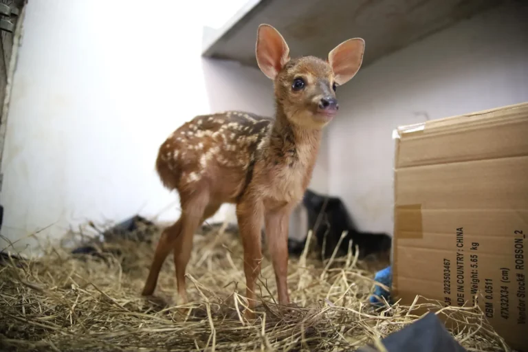 resgate de animais silvestres no panrtanal