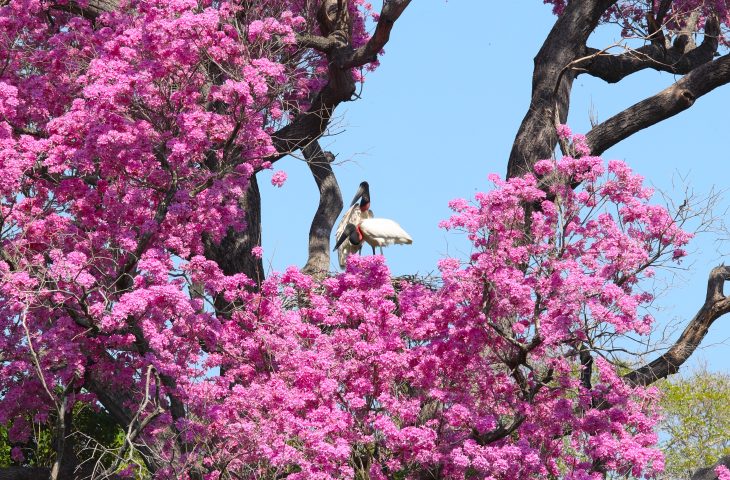 Leia mais sobre o artigo Supressão vegetal no Pantanal cai 58% após nova lei ambiental e uso de satélites