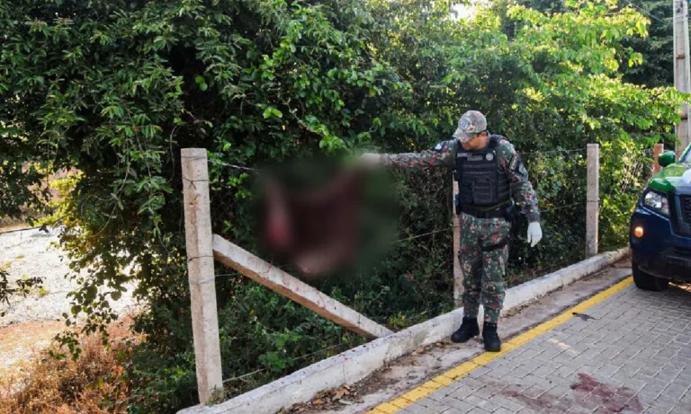 capivara é encontrada decaptada em Aquidauana