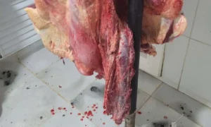 Leia mais sobre o artigo Carne clandestina que abastecia estabelecimento em MS é apreendida pela Polícia