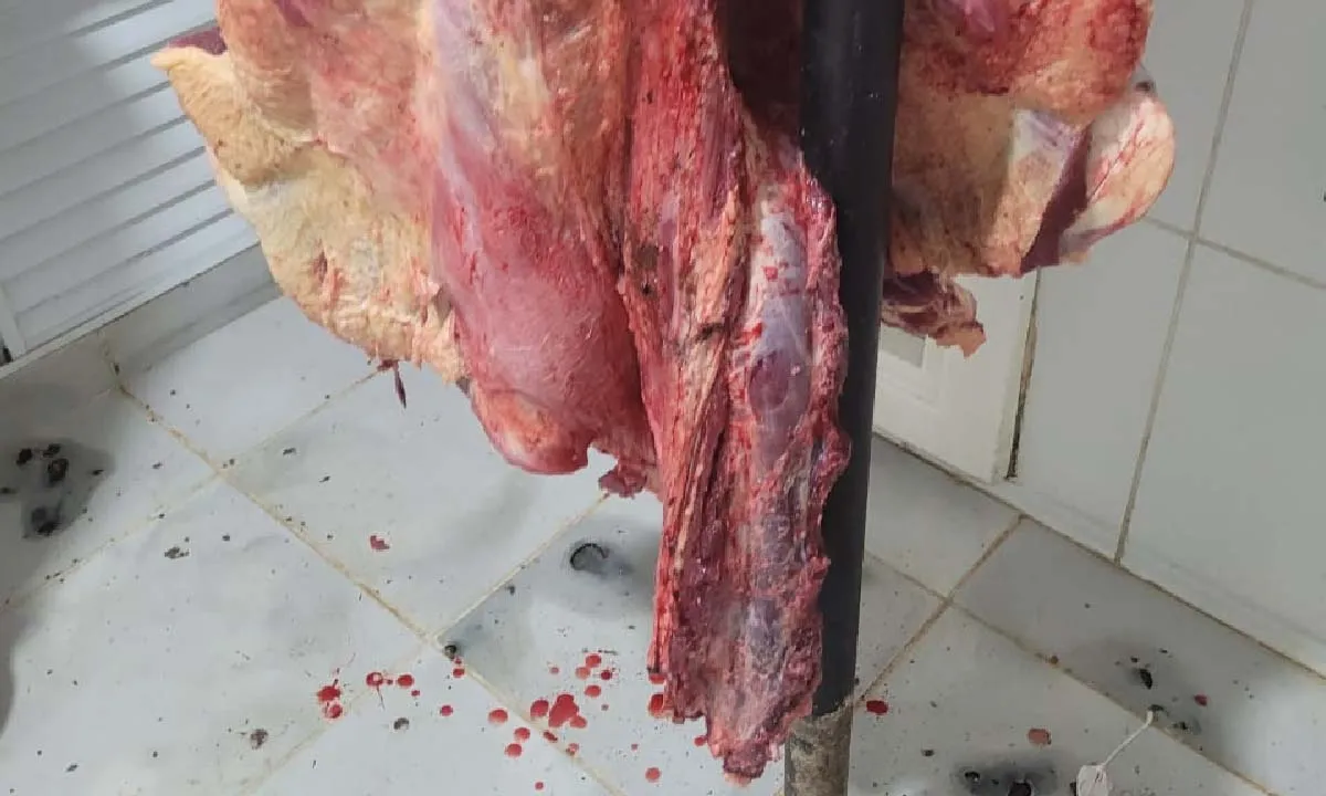 carne clandestina