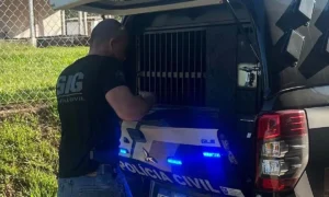 Leia mais sobre o artigo Mulher que ajudou o filho a estuprar idosa é presa pela Polícia Civil em MS