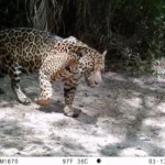 Estudo internacional propõe soluções para coexistência entre humanos e onças no Pantanal
