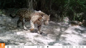 Leia mais sobre o artigo Estudo internacional propõe soluções para coexistência entre humanos e onças no Pantanal