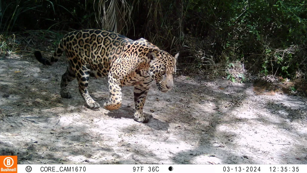 onças no pantanal