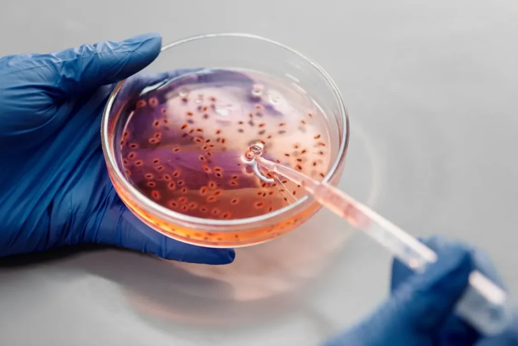 bacteria celulares