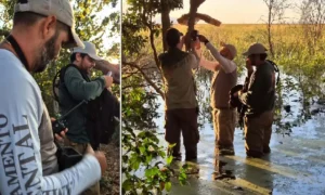 Leia mais sobre o artigo Tecnologia de bioacústica fortalece estudos sobre a fauna do Pantanal
