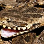 Trabalhador rural é socorrido após ser picado por cobra no Pantanal