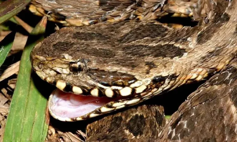 Picado por cobra boca de sapo no pantanal