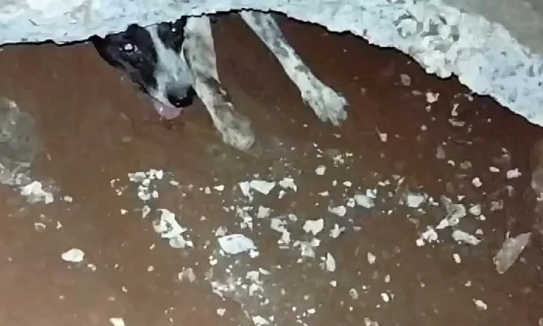 Bombeiros resgatam cachorrinha em Ladário