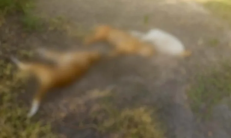 cães morreram ao tocar em armadilha elétrica