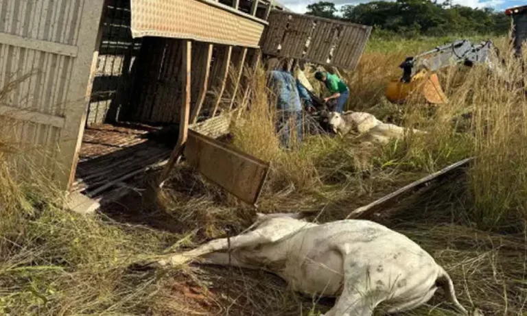 Carreta com 101 bezerros tomba na MS-436 e motorista sofre ferimentos graves