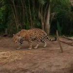 Projeto quer proibir ceva de animais silvestres após morte causada por onça no Pantanal
