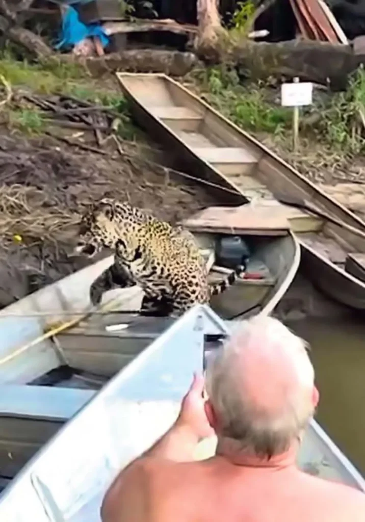 Ceva de onças-pintadas: o que é, como funciona e por que é tão polêmica 2 ceva de onças-pintadas no pantanal