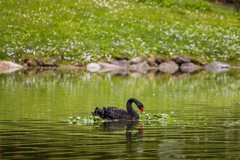 Gripe aviária foi confirmada em Minas Gerais em um cisne negro