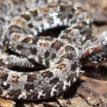 Bombeiros capturam cobra Boca de Sapo em área do Festival América do Sul
