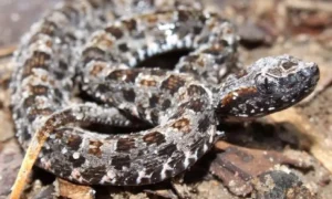 Leia mais sobre o artigo Bombeiros capturam cobra Boca de Sapo em área do Festival América do Sul