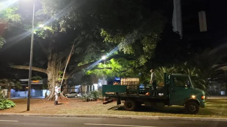Campo Grande reforça preservação das figueiras com novo ciclo de tratamento fitossanitário.