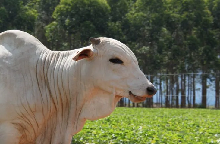 No momento, você está visualizando Produtores rurais têm até 2 de junho para declarar rebanho em MS; prazo não será prorrogado
