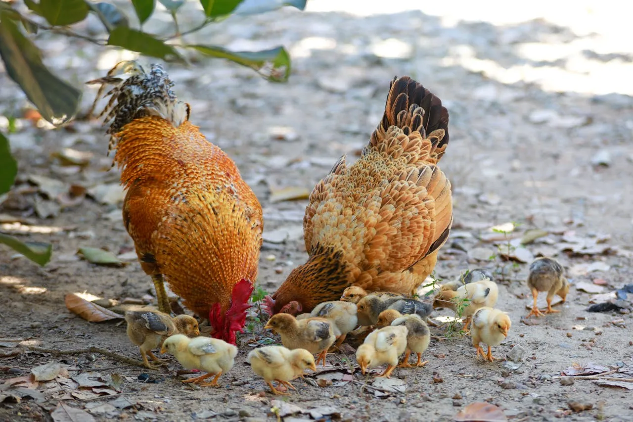 gripe aviária em Mato Grosso do Sul