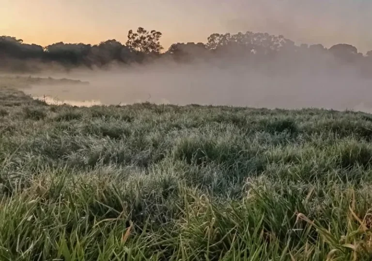 Geada em 14 municípios de Mato Grosso do Sul muda paisagem e derruba temperaturas com sensação de até -2°C nesta sexta-feira.