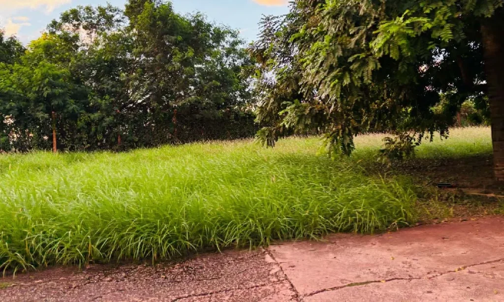 limpeza areas corumba3 Mulher é baleada