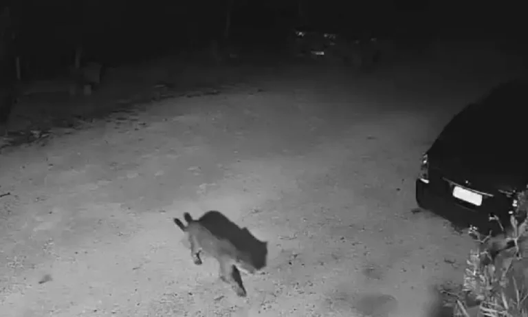 onças-pintadas força-tarefa para capturar onças