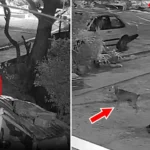 Caramelo Pantaneiro escapa de ataque e coloca onça-pintada para correr em Corumbá