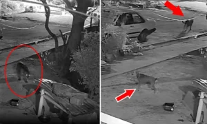 Leia mais sobre o artigo Caramelo Pantaneiro escapa de ataque e coloca onça-pintada para correr em Corumbá