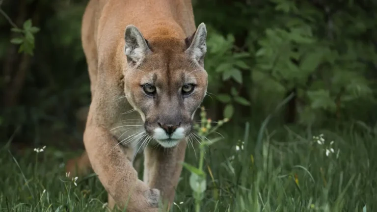 Onça-parda assusta moradores ao sair de mata próxima ao IFMS em Coxim