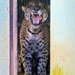 Onça-pintada capturada após ataque no Pantanal segue em tratamento no CRAS