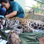 Após recuperação no CRAS, onça-pintada é transferida para centro de fauna em SP