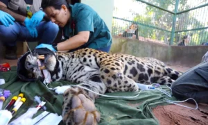 Leia mais sobre o artigo Após recuperação no CRAS, onça-pintada é transferida para centro de fauna em SP