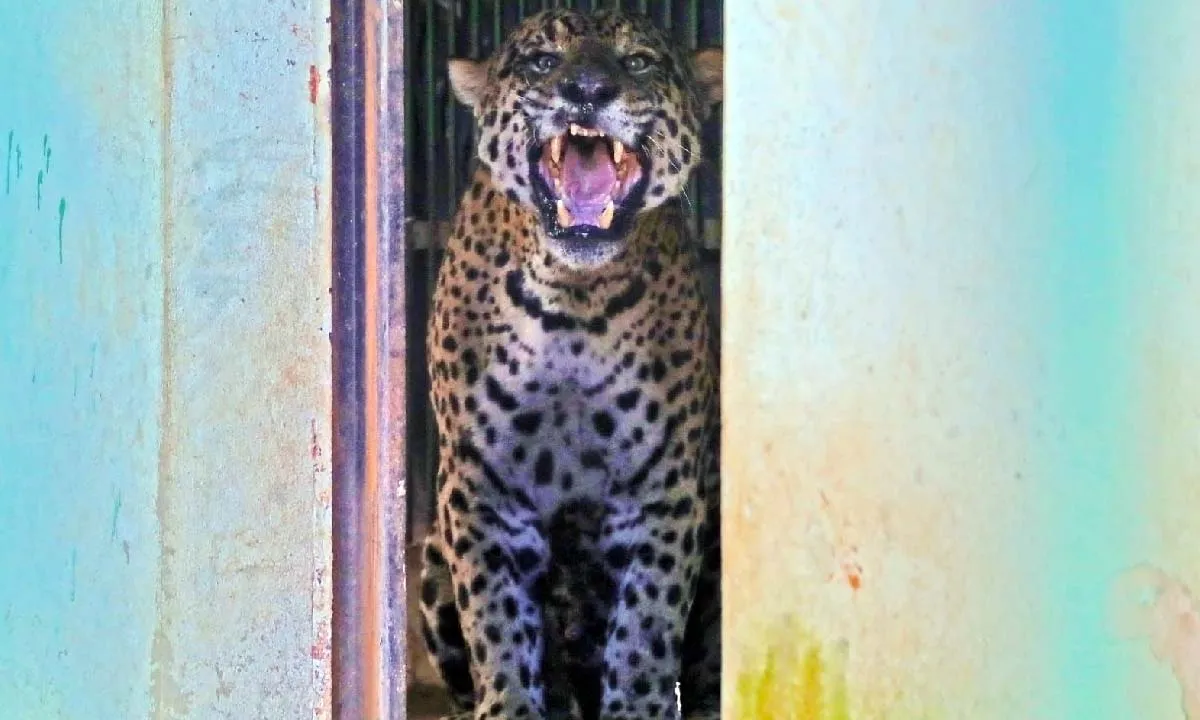 onça-pintada capturada após ataque no pantanal
