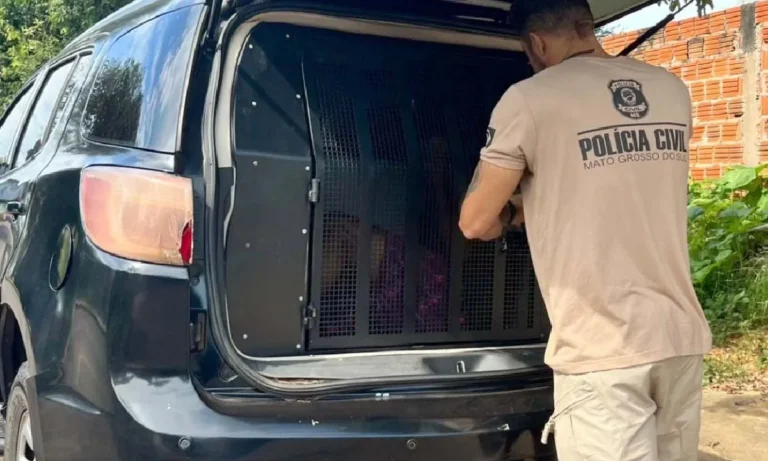 homem é preso em Corumbá, operação caminhos seguros, pornografia na internet, delegacia de proteção à criança, exploração sexual infantil