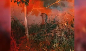 Leia mais sobre o artigo Bombeiros resgatam porco-espinho acuado por cães em Ladário