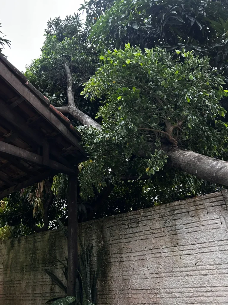 Bairros de Corumbá enfrentam apagão após ventos fortes e chuva intensa | vídeo 2 queda arvore corumba ventos fortes