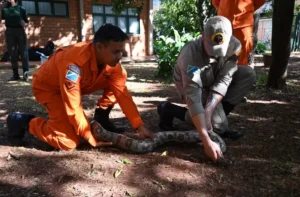 Leia mais sobre o artigo Bombeiros se especializam no resgate de animais silvestres durante queimadas