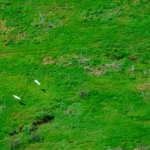 Semana do meio ambiente abre inscrições para simpósio de economia circular no Pantanal