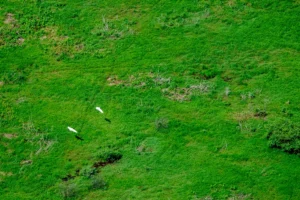 Leia mais sobre o artigo Semana do meio ambiente abre inscrições para simpósio de economia circular no Pantanal