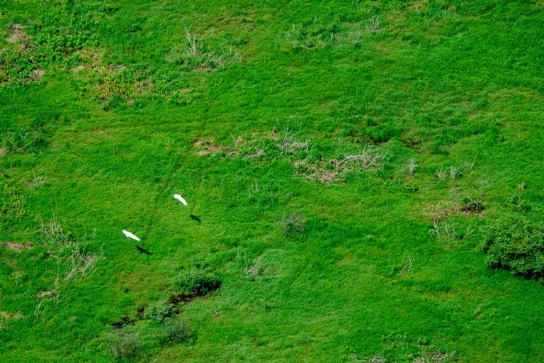 Semana do meio ambiente abre inscrições para simpósio de economia circular no Pantanal