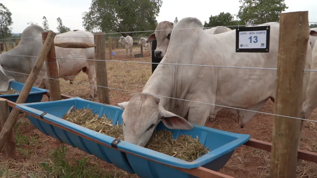 Vitrines Tecnológicas do Pantanal Tech MS trazem inovação a serviço da sustentabilidade no bioma 5 Pecuaria Pantaneira 1