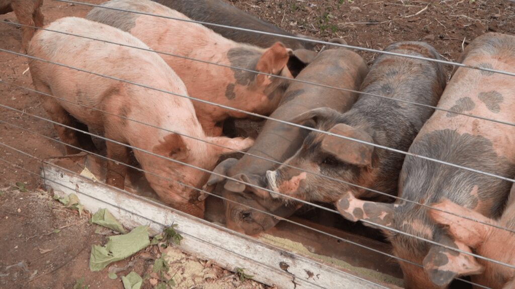 Vitrines Tecnológicas do Pantanal Tech MS trazem inovação a serviço da sustentabilidade no bioma 2 Suinocultura de precisao